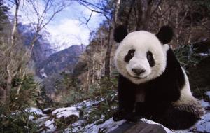 winter trip giant panda